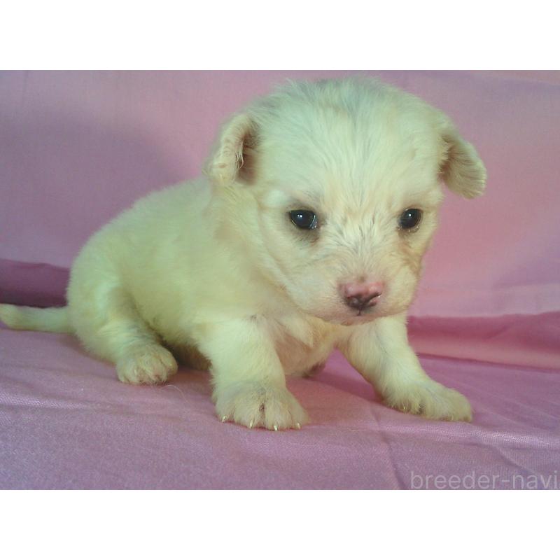 販売中の茨城県のミックス犬-406296の1枚目