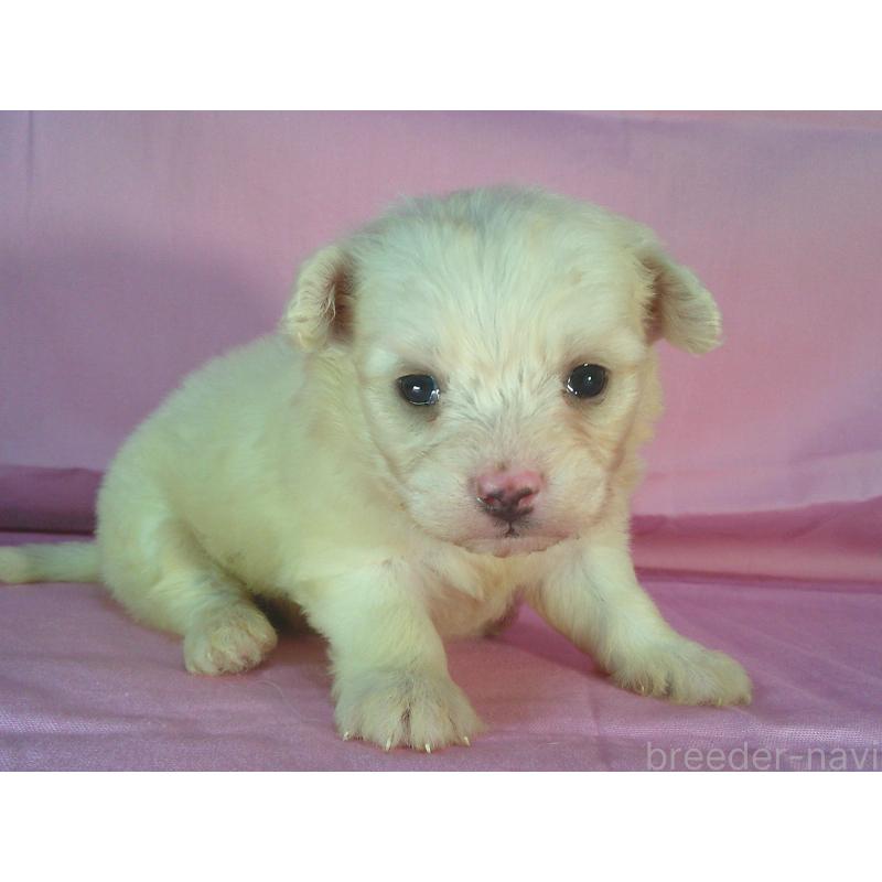 販売中の茨城県のミックス犬-406296の2枚目