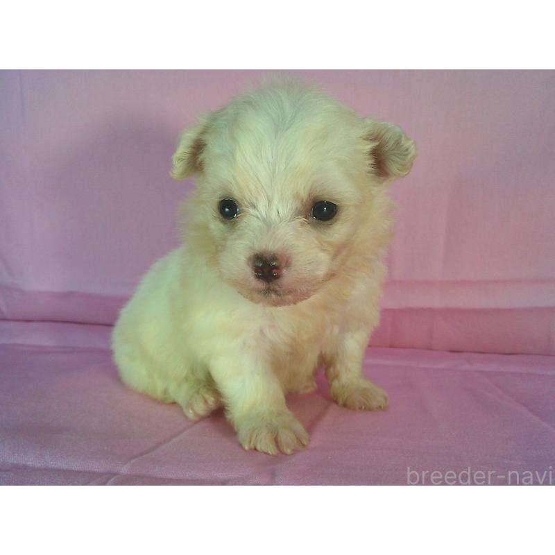 販売中の茨城県のミックス犬-406297の3枚目