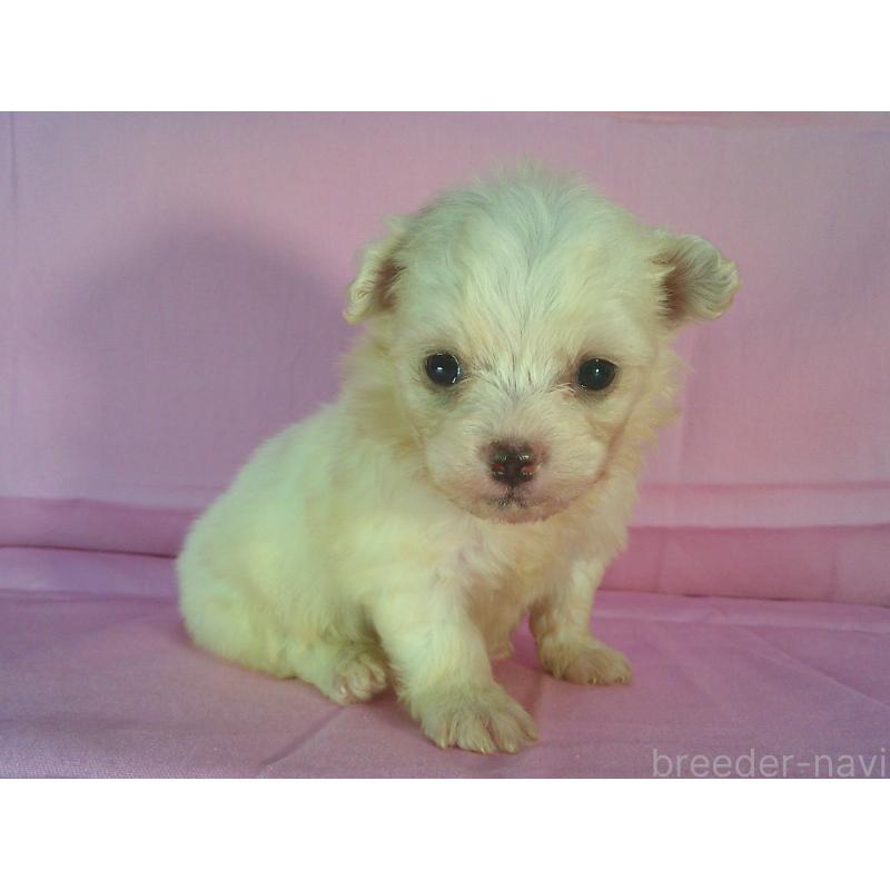 販売中の茨城県のミックス犬-406297の2枚目