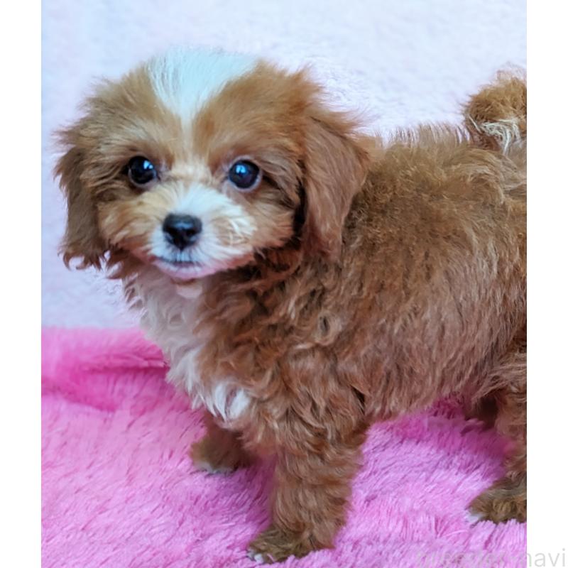 販売中の静岡県のミックス犬-406300の10枚目