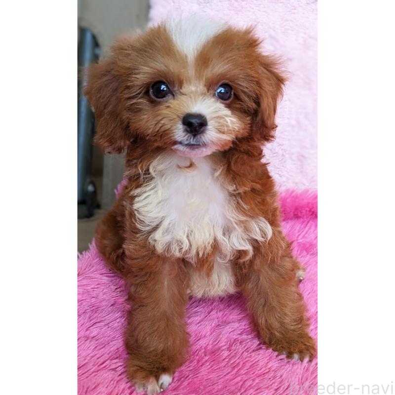 販売中の静岡県のミックス犬-406300の9枚目