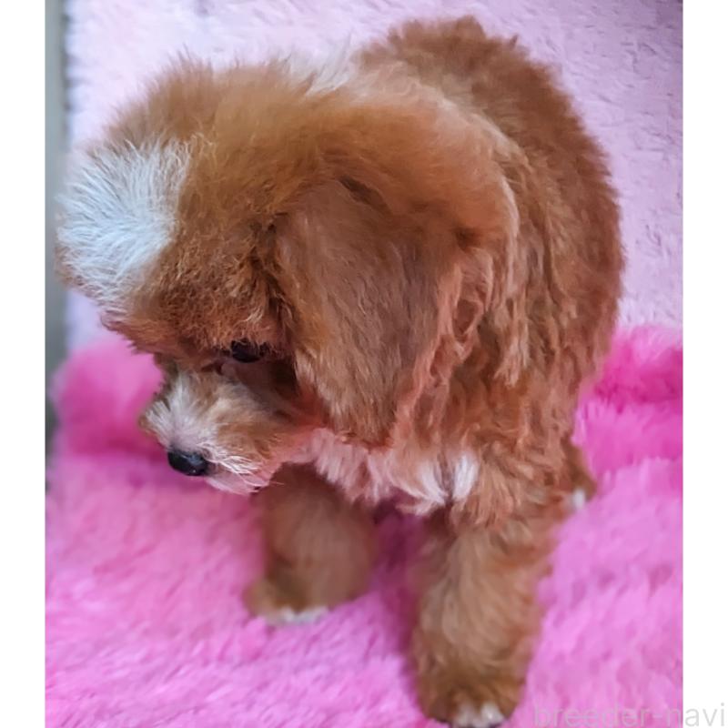 販売中の静岡県のミックス犬-406300の8枚目