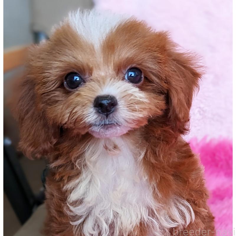 販売中の静岡県のミックス犬-406300