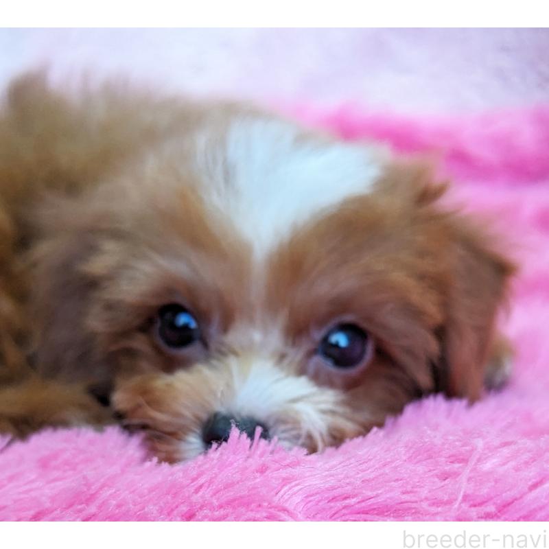 販売中の静岡県のミックス犬-406300の6枚目