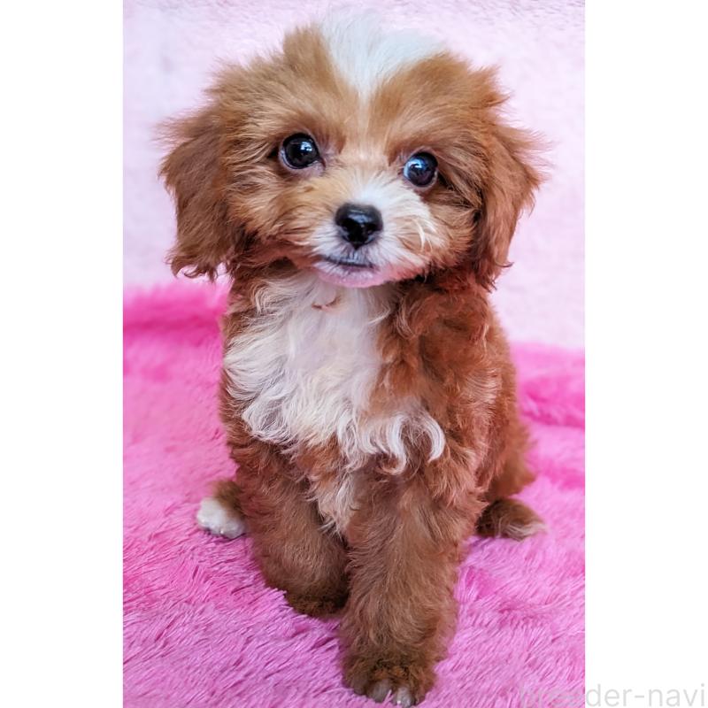 販売中の静岡県のミックス犬-406300の4枚目