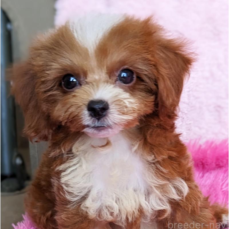 販売中の静岡県のミックス犬-406300の3枚目