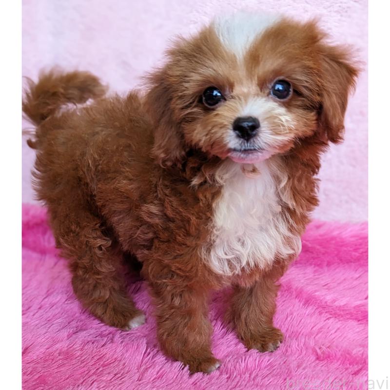 販売中の静岡県のミックス犬-406300の2枚目