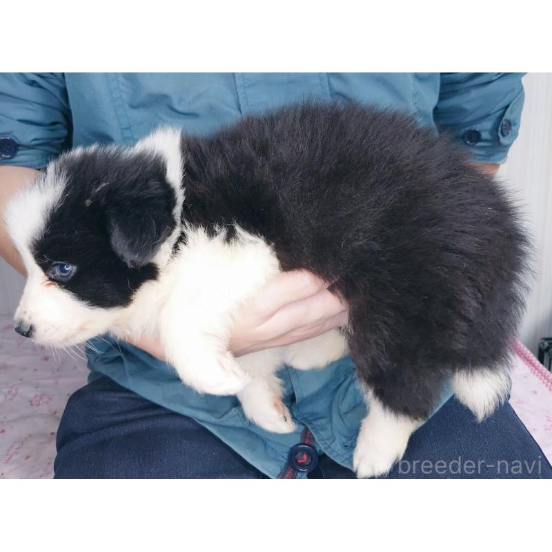 販売中の千葉県のボーダーコリー-397110の2枚目
