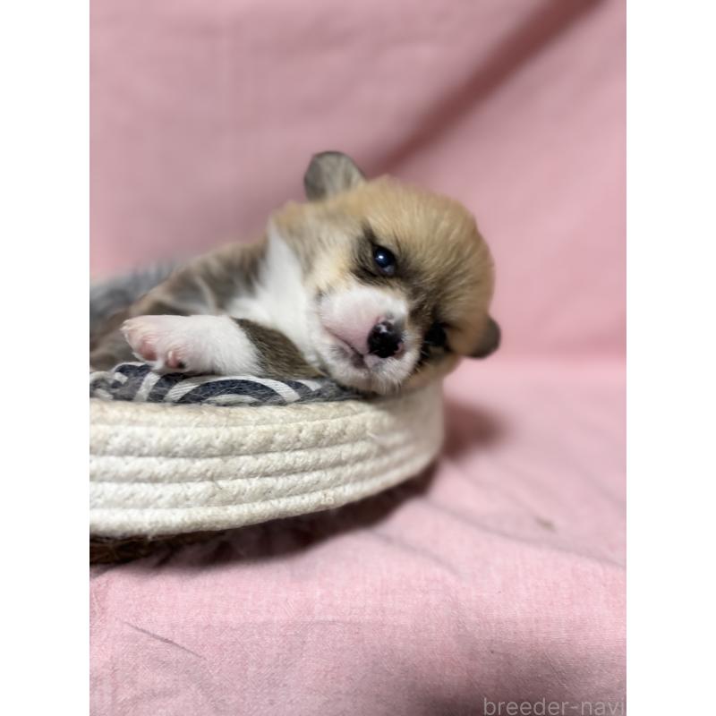 成約済の愛知県のウェルシュコーギーペンブローク-406310の1枚目