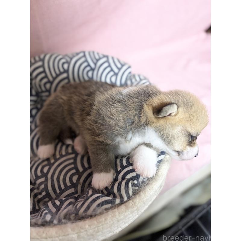 成約済の愛知県のウェルシュコーギーペンブローク-406310の3枚目