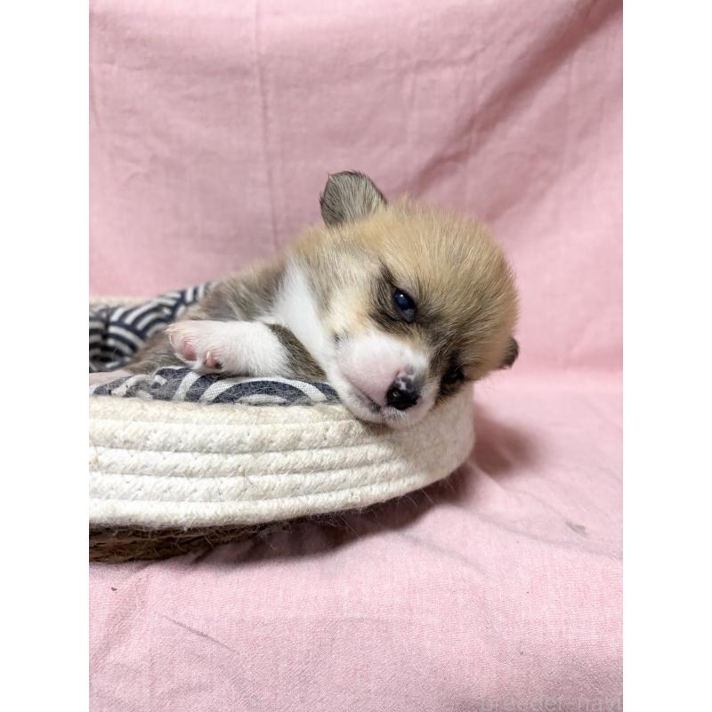 成約済の愛知県のウェルシュコーギーペンブローク-406310の2枚目