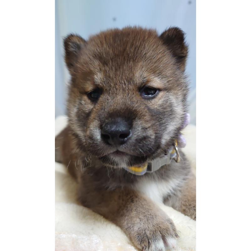 成約済の埼玉県の柴犬-400195の4枚目