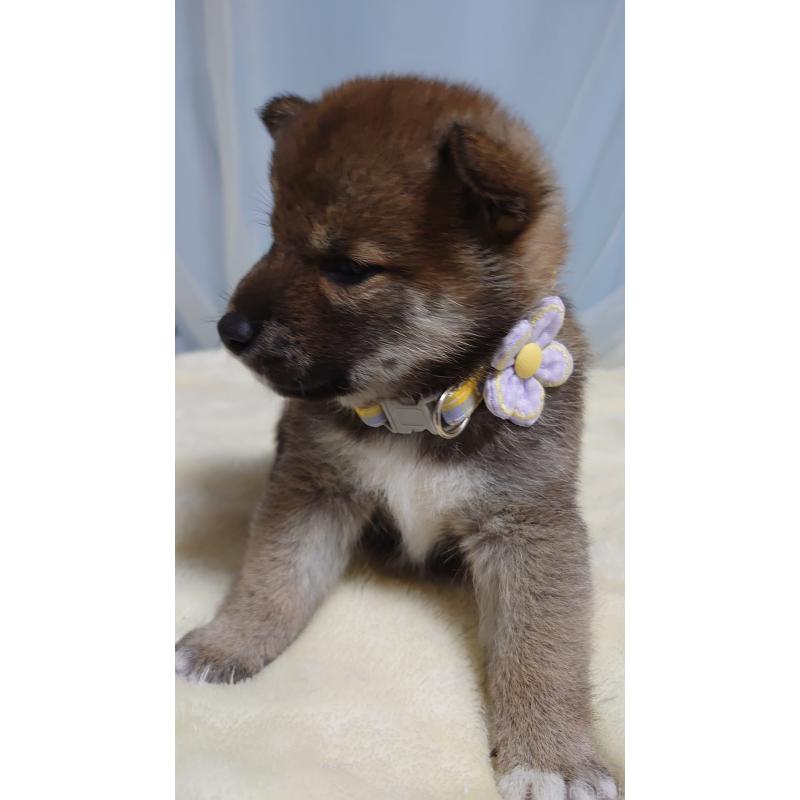 成約済の埼玉県の柴犬-400195の3枚目