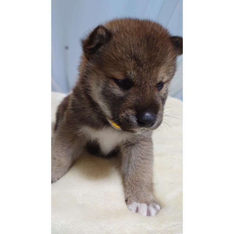 成約済の埼玉県の柴犬-400195の2枚目