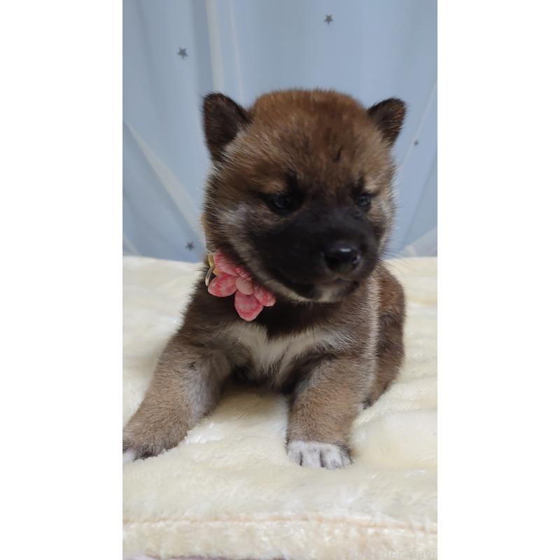 成約済の埼玉県の柴犬-403891の4枚目