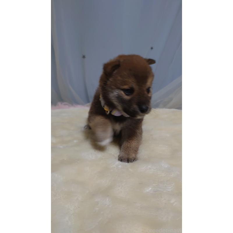 成約済の埼玉県の柴犬-403896の4枚目