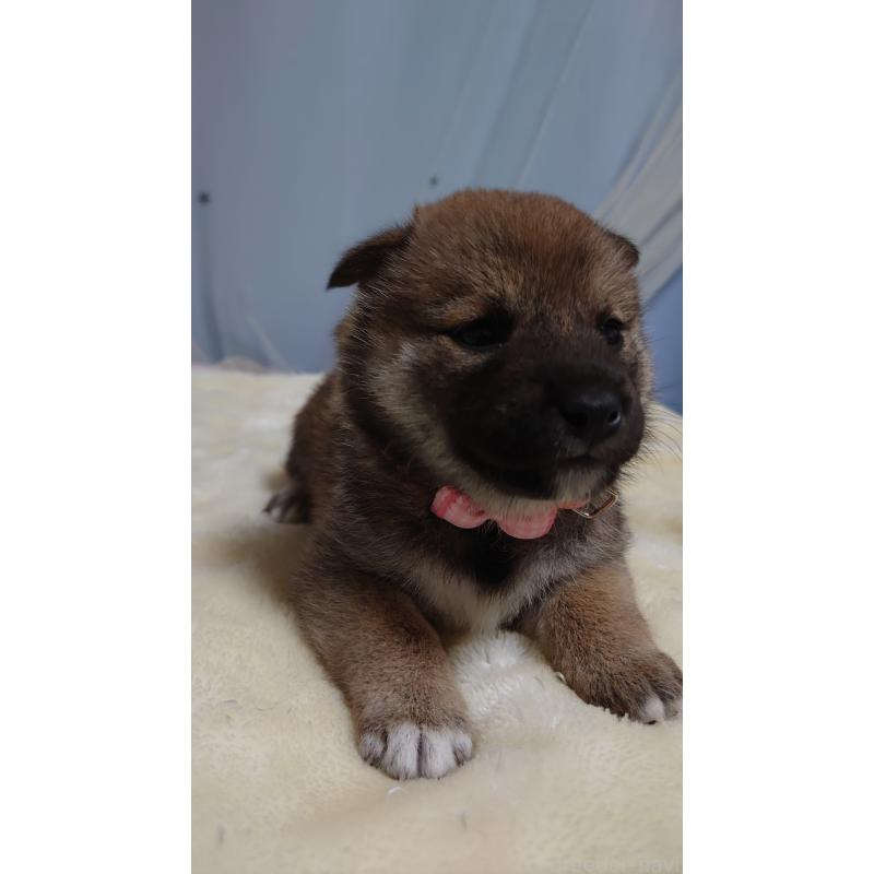 成約済の埼玉県の柴犬-403894の4枚目