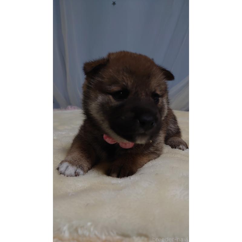 成約済の埼玉県の柴犬-403894の2枚目