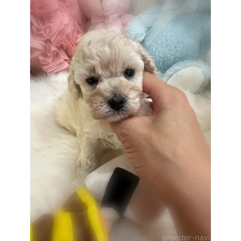 販売中の香川県のトイプードル-406320の4枚目