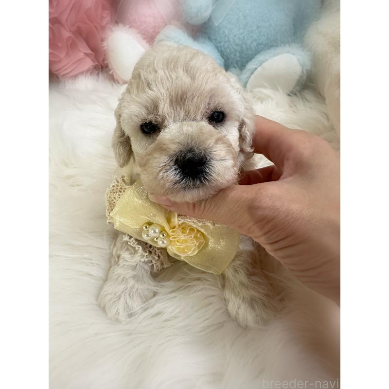 販売中の香川県のトイプードル-406320の2枚目