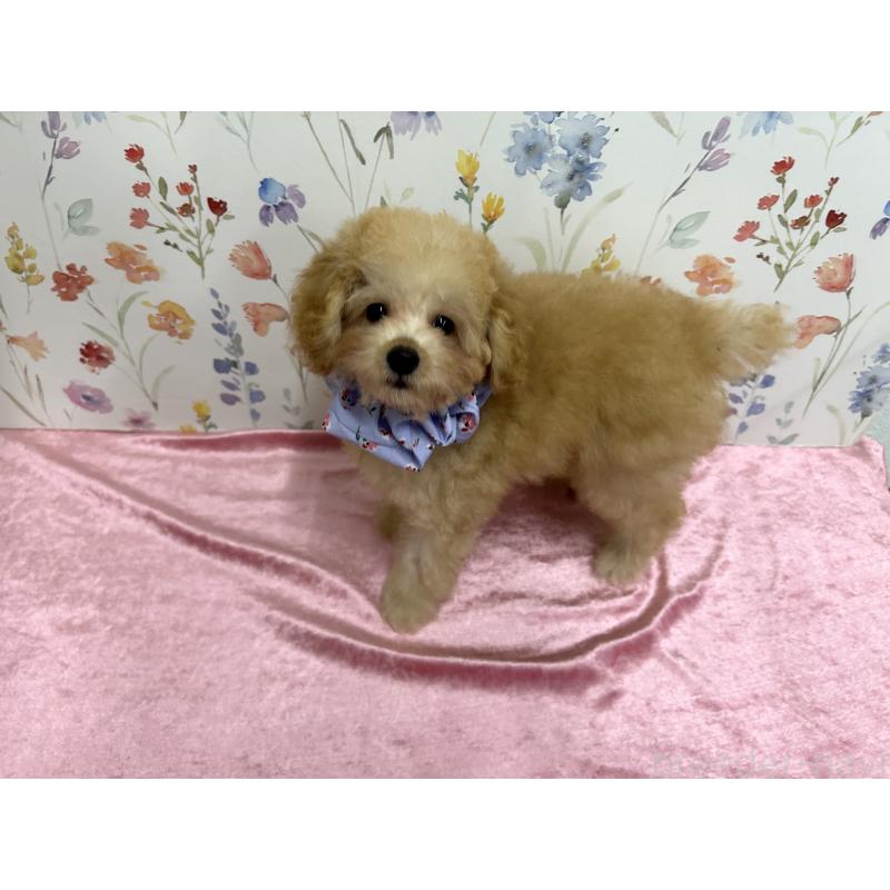 成約済の福岡県のタイニープードル-404334の4枚目