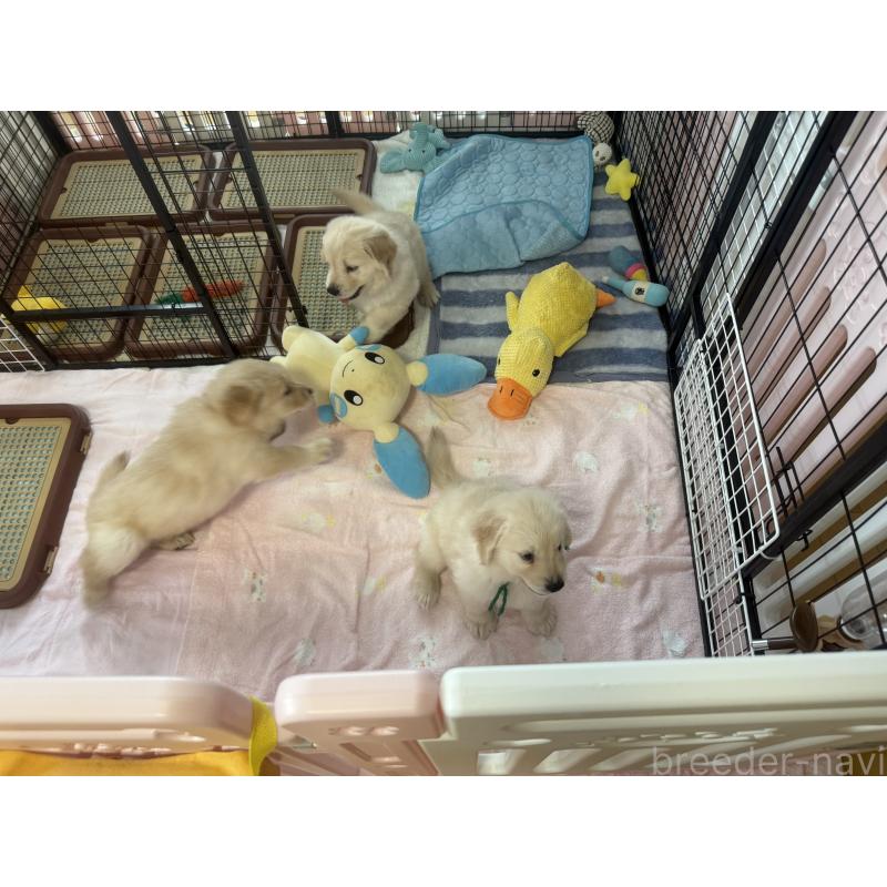 販売中の愛知県のゴールデンレトリーバー-406323の5枚目