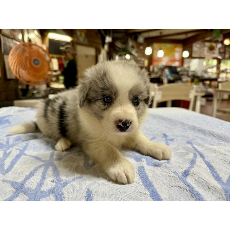 販売中の長野県のボーダーコリー-406324の3枚目