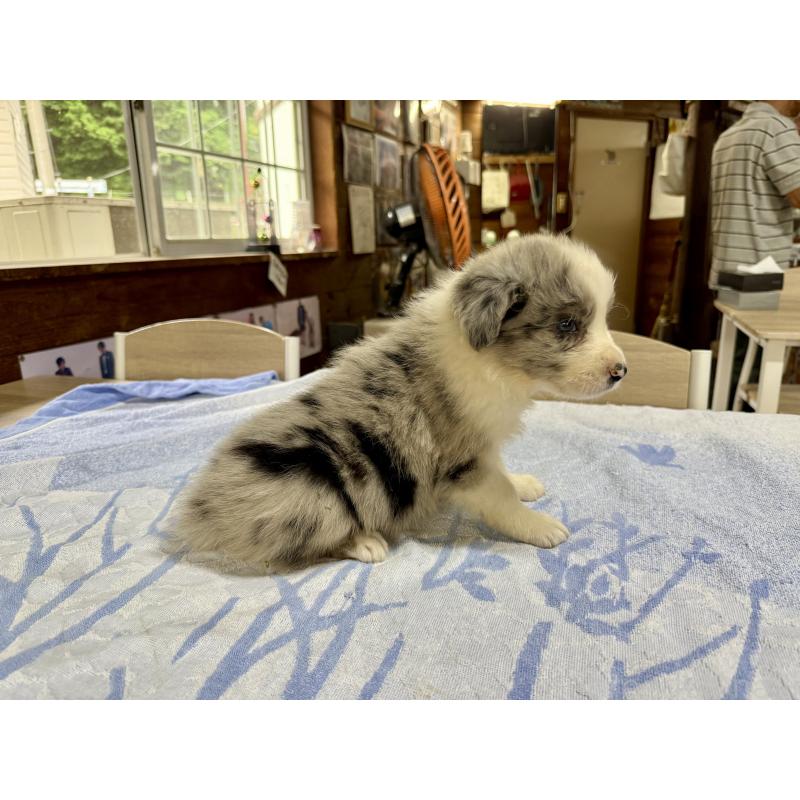 販売中の長野県のボーダーコリー-406324の2枚目