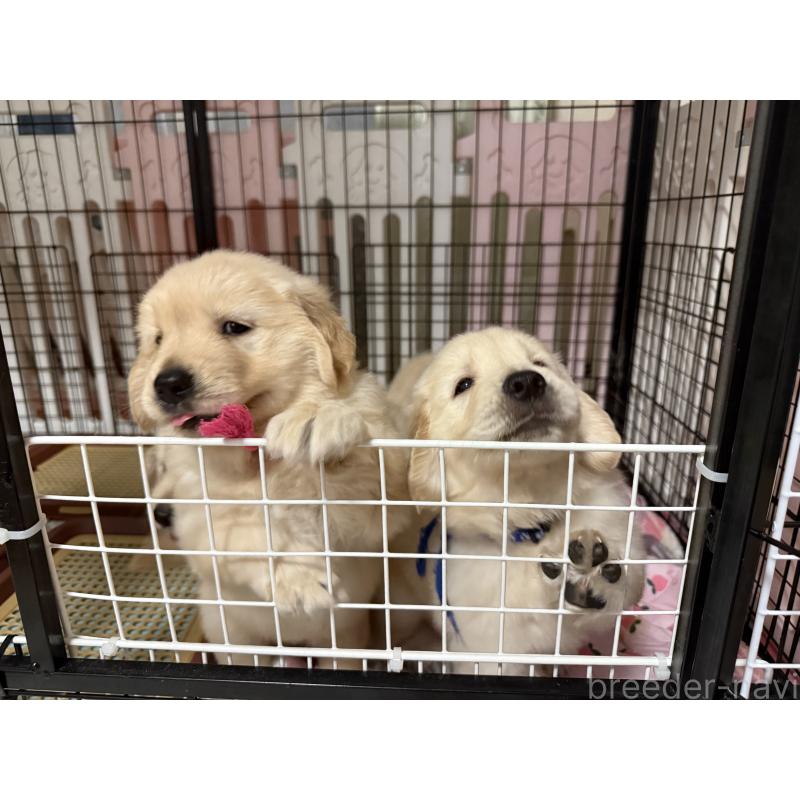 販売中の愛知県のゴールデンレトリーバー-406326の7枚目