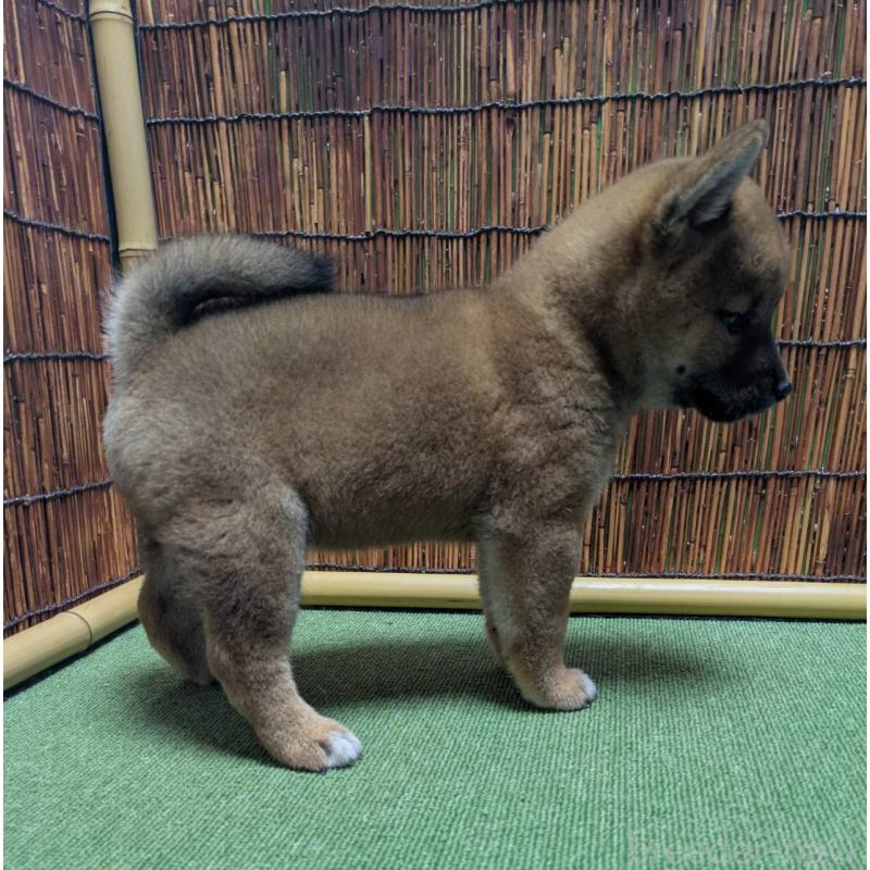販売中の新潟県の柴犬-406350の5枚目