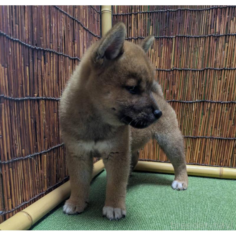 販売中の新潟県の柴犬-406350の4枚目