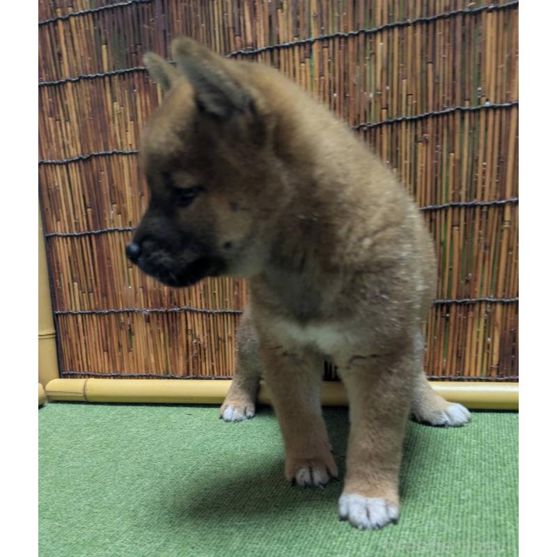 販売中の新潟県の柴犬-406350の3枚目