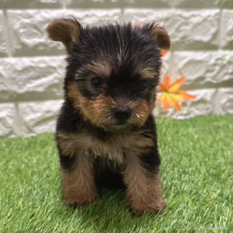 成約済の愛知県のヨークシャーテリア-405232