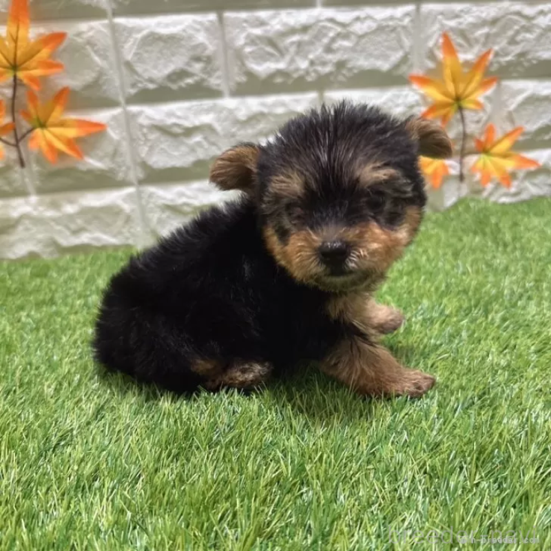 成約済の愛知県のヨークシャーテリア-405232の5枚目