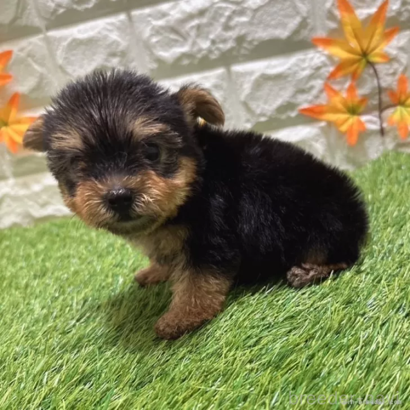 成約済の愛知県のヨークシャーテリア-405232の4枚目