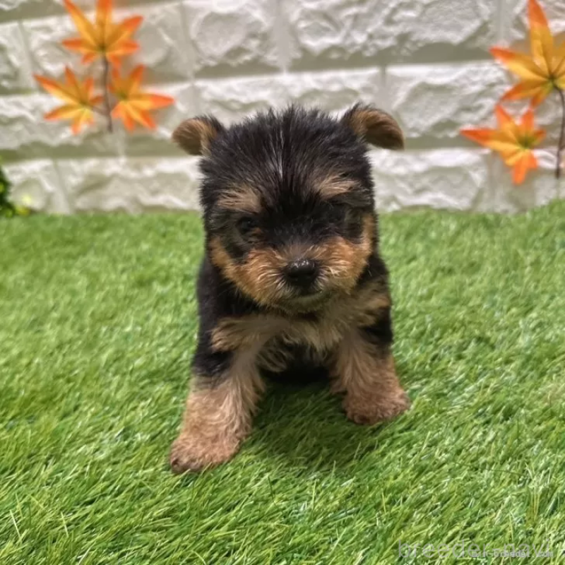 成約済の愛知県のヨークシャーテリア-405232の3枚目