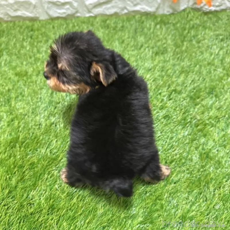 成約済の愛知県のヨークシャーテリア-405232の2枚目