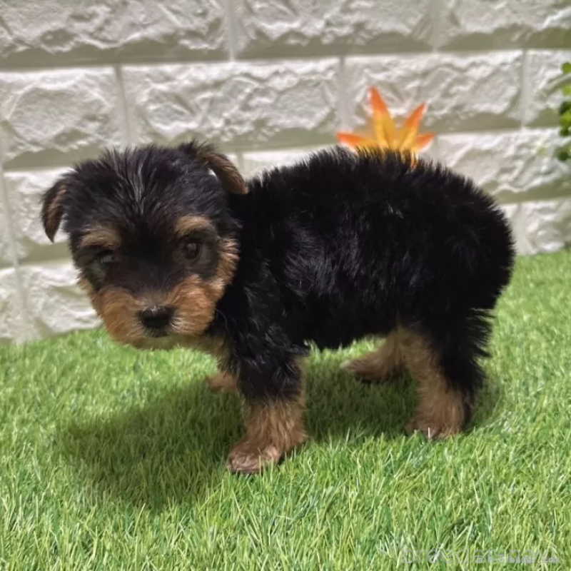 成約済の愛知県のヨークシャーテリア-405238の5枚目