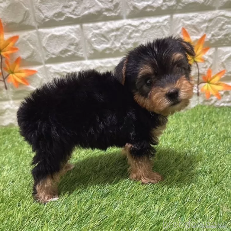 成約済の愛知県のヨークシャーテリア-405238の4枚目