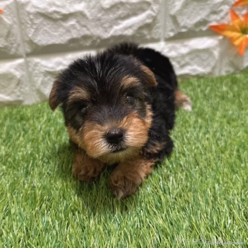 成約済の愛知県のヨークシャーテリア-405238の3枚目