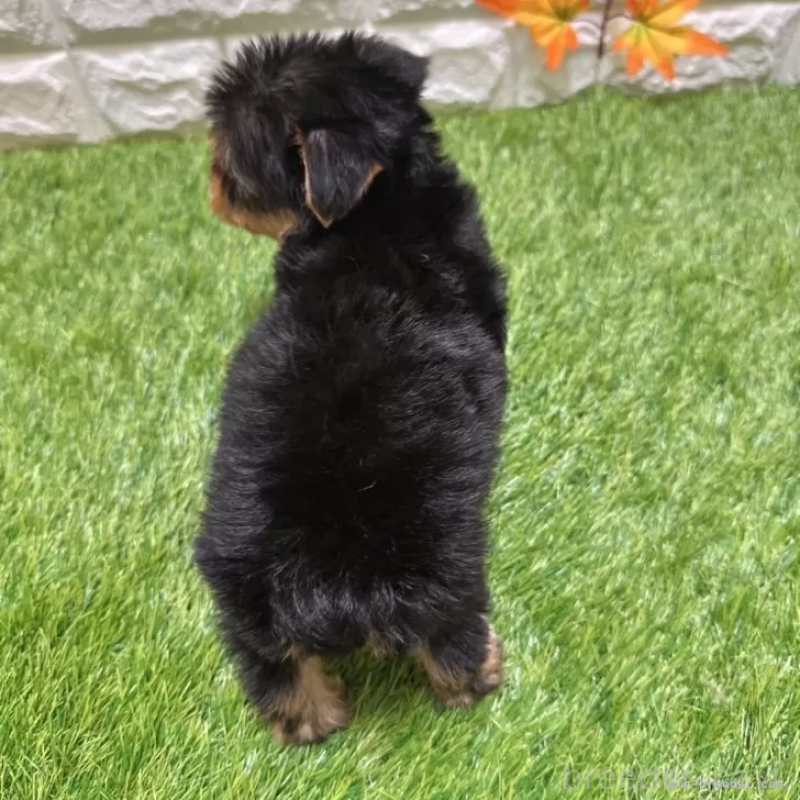 成約済の愛知県のヨークシャーテリア-405238の2枚目