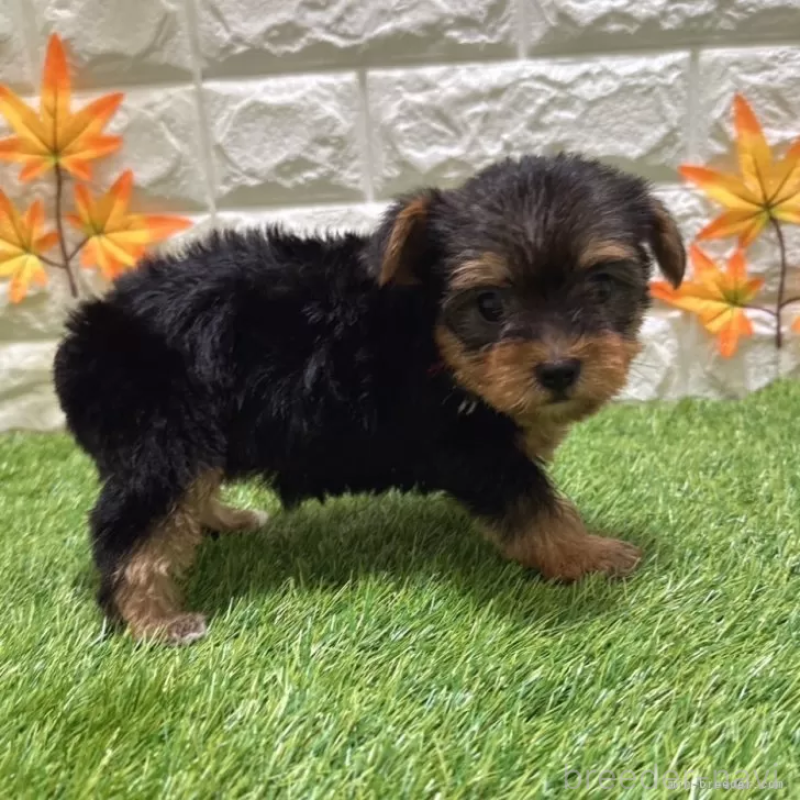 成約済の愛知県のヨークシャーテリア-405239の5枚目