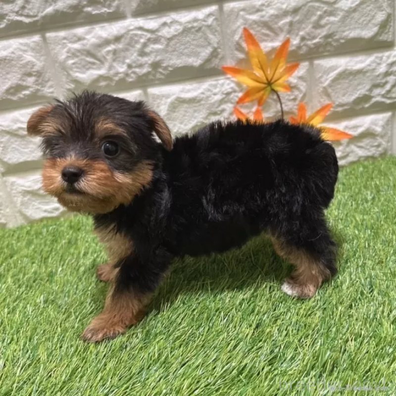 成約済の愛知県のヨークシャーテリア-405239の4枚目