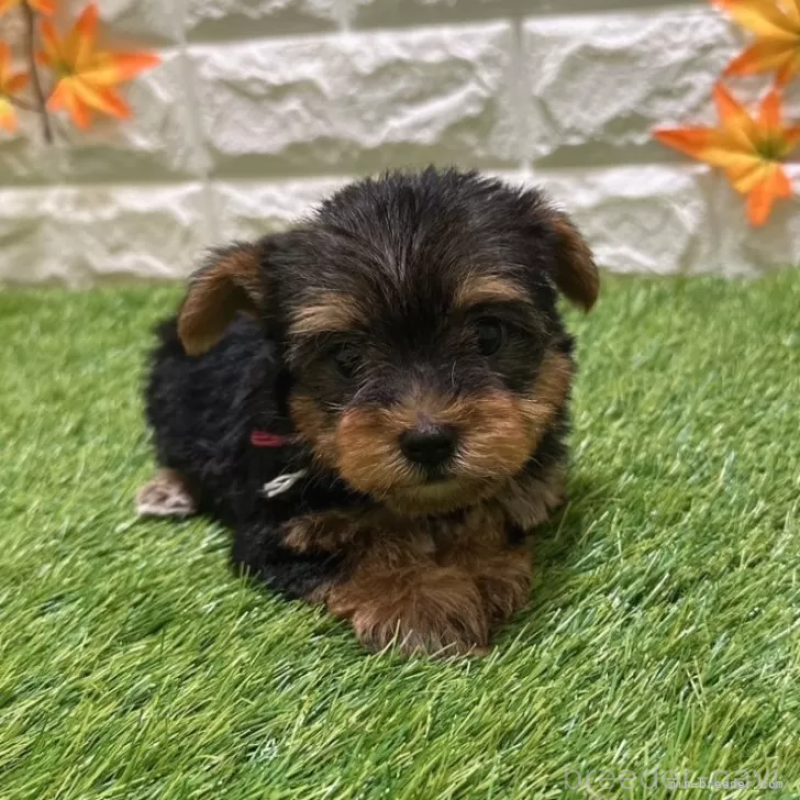 成約済の愛知県のヨークシャーテリア-405239の3枚目