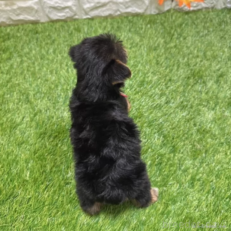 成約済の愛知県のヨークシャーテリア-405239の2枚目