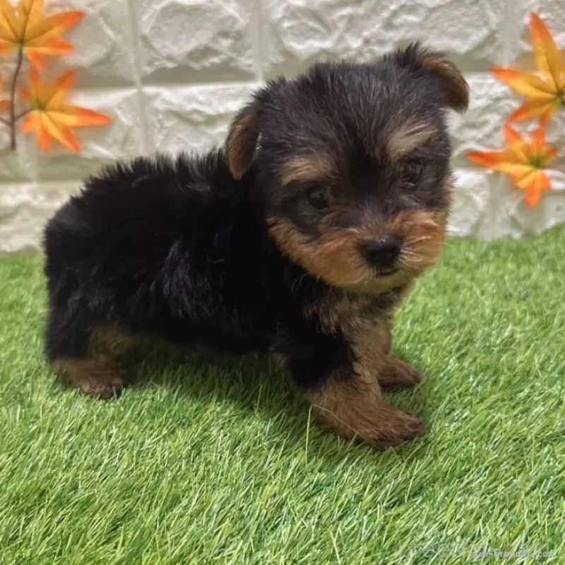 成約済の愛知県のヨークシャーテリア-405244の5枚目