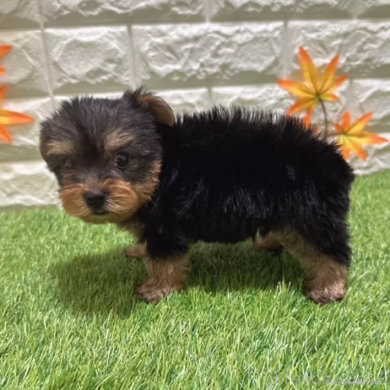 成約済の愛知県のヨークシャーテリア-405244の4枚目