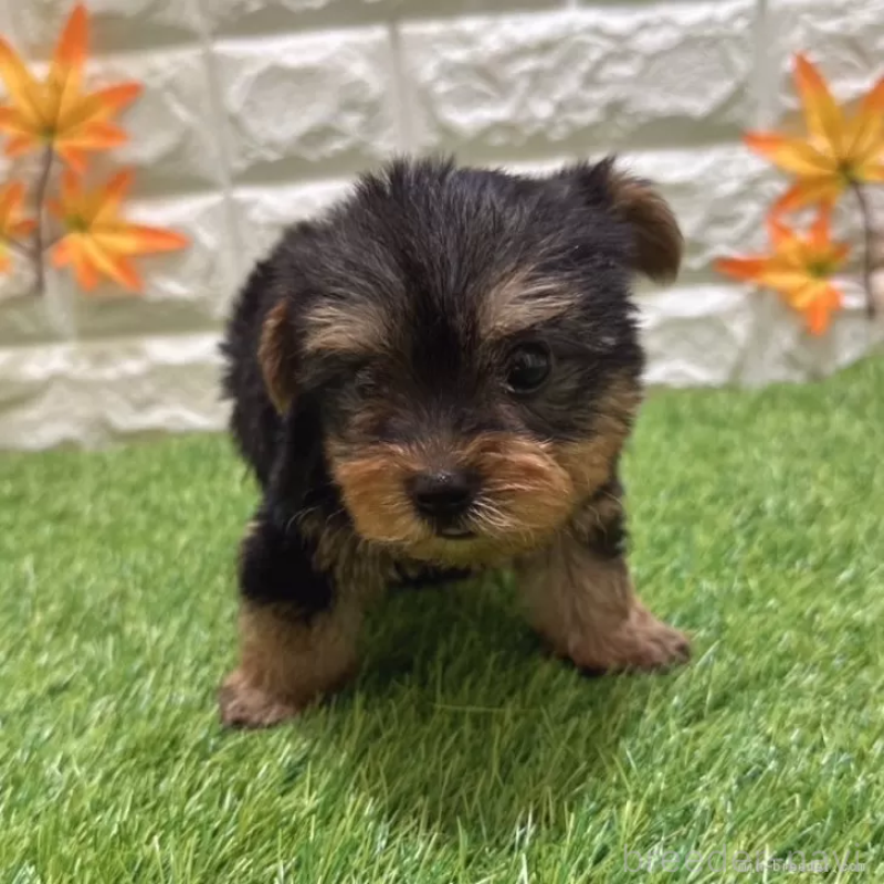 成約済の愛知県のヨークシャーテリア-405244の3枚目