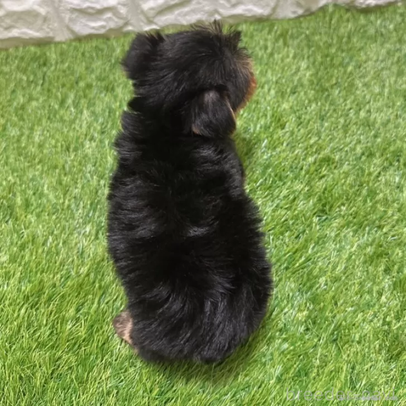 成約済の愛知県のヨークシャーテリア-405244の2枚目